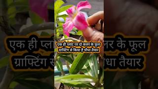 How To Grafting Adenium  Adenium Ki Grafting Kaise Karenshorts viralshots ytshortsgardening [upl. by Elroy]