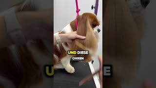 Triff den Cavalier King Charles Spaniel cavalierkingcharlesspaniel hundeliebe hundefakten [upl. by Alodee]