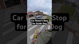 Guide Dog Prevents Handler from Walking in Front of Car guidedog guidedogs dog dogs labrador [upl. by Landre]