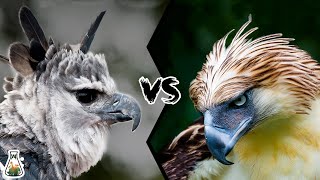 HARPY EAGLE VS PHILIPPINE EAGLE  Who is the king of the eagles [upl. by Eseilana]