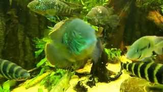 Aequidens Rivulatus Green Terror [upl. by Airahcaz677]