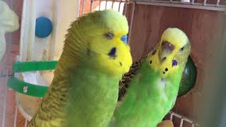 Male BudgieParakeet Courting FemaleOliver And KaleВолнистых попугаев [upl. by Liagaba525]