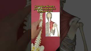 Douleur épaule et cervicale mobilise ton rachis thoracique kiné osteopathie [upl. by Heinrik586]