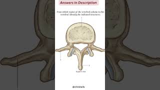 vertebral column anatomy quiz [upl. by Telrahc]