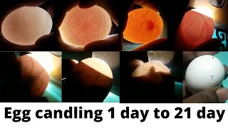 Egg candling  Super Simple Way to Candling Eggs Using a Mobile Phone [upl. by Akinehc]