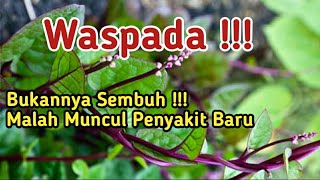 Waspada  Efek Negatif Daun BinahongKetahui Cara Mengolahnya Dan siapa saja boleh Mengonsumsi [upl. by Nosnorb]