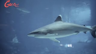 GO RWS Shark Encounter – Swim with Sharks at Adventure Cove Waterpark [upl. by Arodoeht]