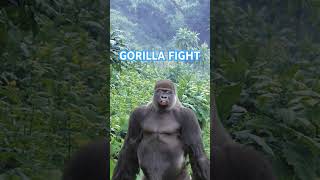 GORILLA FIGHT [upl. by Ahsiugal]