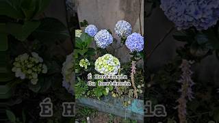 HORTÉNSIAS OU HORTÊNCIAS  plantas jardim plantasejardim hortensias floreslindas jardimemcasa [upl. by Soll]