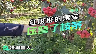 大量元素水溶肥山西运城山楂膨果期使用拉姆拉八珍玉食，挂果量多，膨果好，转色均匀 [upl. by Hanfurd]