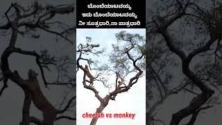 Cheetah vs Monkey ಬೊಂಬೆಯಾಟವಯ್ಯ ನೀ ಸೂತ್ರಧಾರಿ  ನಾ ಪಾತ್ರಧಾರಿ animals animalshorts shorts short [upl. by Aram]