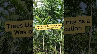 Forest Community Networks How Trees Communicate Together 🌳🌐 [upl. by Alilahk]