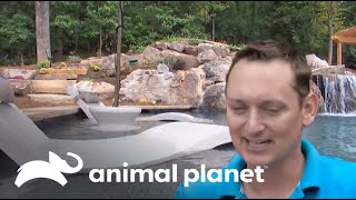 ¡La piscina de lujo está lista  Los Reyes de las Piscinas  Animal Planet [upl. by Dearman346]