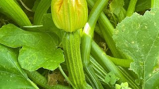 All About Cocozelle Zucchini Squash Squash Bugs and Hand Pollination  Texas Gardening [upl. by Eelame]