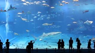 Kuroshio Sea  2nd largest aquarium tank in the world  Please Dont Go by Barcelona [upl. by Ximenez]