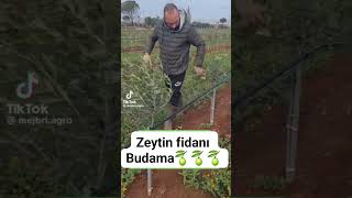 Zeytin fidanı da pratik budama 🫒🫒 [upl. by Handel280]