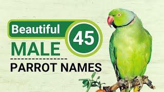 45 Beautiful MaleBoy Parrot Names Ideas  Best Birds Pet Name Ideas  Pick Your Favorite One😉 [upl. by Osher988]