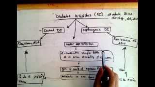 Differentiating Central diabetes insipidus and nephrogenic diabetes insipidus [upl. by Yrneh175]