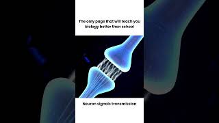 How Neurotransmission amp brain 🧠 signals work  3D animation shorts youtubeshorts animation [upl. by Lambart]