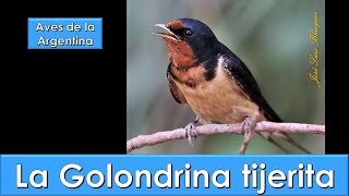 Golondrina [upl. by Eitsyrk]