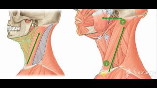 Sternomastoid muscle 2 [upl. by Bradlee710]