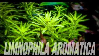 Aquarium Plants Limnophila Aromatica MINI [upl. by Zoubek]