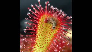 DROSERA SPATULATA COMIENDO  TIMELAPSE [upl. by Laraine]