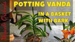 Potting up a vanda orchid in a basket with orchiata bark  How to pot up a vanda orchid [upl. by Ailesor774]