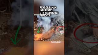 Api pun Tak Bisa Menghentikan Cinta Induk Sapi [upl. by Ripp323]