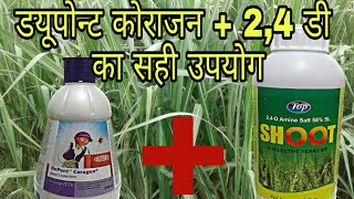 Coragen  24D spray in sugarcane Hindi [upl. by Germaine]