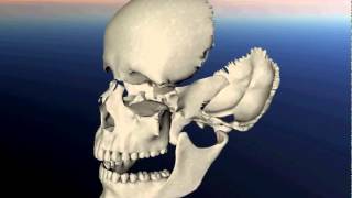 3dcranio cranium extra  www3dcraniocom [upl. by Liuqa]