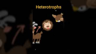 autotrophs vs heterotrophs shorts [upl. by Neelyaj]