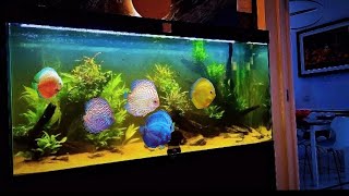 Aquarium Ciano Emotion pro Nature 120 by NatureAquariumDesign [upl. by Shugart]