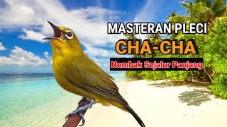 Masteran Pleci CHACHA Dextro 87 Nembak Sejalur Wit Wit Wit Panjang [upl. by Kenyon]