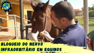 🐴 BLOQUEIO do nervo INFRAORBITÁRIO em Equinos [upl. by Esirec337]