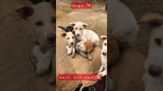 dogs with cow playing trending trending viralshorts viralvideo viralreels [upl. by Tidwell]