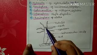 Phylum coelenterata characters and classification [upl. by Assenar]