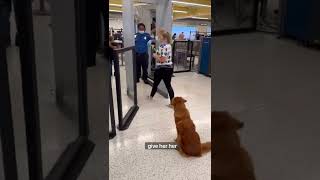 Going through airport security with a Service Dog ✈️🦮 [upl. by Sigvard]