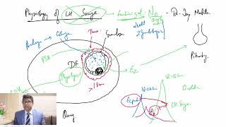 Fertility Masterclass Physiology of LH Surge [upl. by Anilocin]