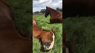 Horses are napping in the grass [upl. by Sosthenna]