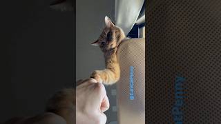 She loves to fist bump cat cuteanimal cute cutecat cats tabby kitty mycat animals pets [upl. by Rauscher]