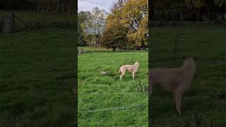 ferreting hunting rabbiting lurcher fieldsports workingdog huntingdog [upl. by Arihsat319]