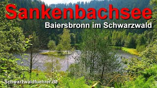 Sankenbachsee bei Baiersbronn [upl. by Michaud]