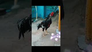 Sandai seval 🔱 shortvideo sandakozhi sandai sevalroosterkozhikode aseelaseelmurgatrending [upl. by Yerbua305]