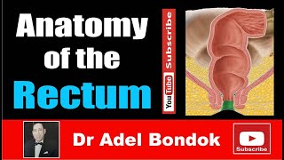 Anatomy of the Rectum Dr Adel Bondok Making Anatomy Easy [upl. by Sesom713]