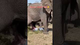 Wildlife  Part 2 Elephant 🐘 giving birth in protection of Herd wildlife animals elephant [upl. by Airbmak56]