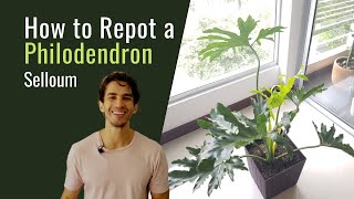 How to Repot a Philodendron Selloum  BigBoyPlants [upl. by Block829]