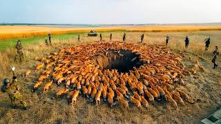 300000000 Victims a Year The Shocking Truth About Killer Foxes [upl. by Ettereve]