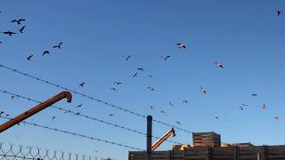 Flocks of Wild Galahs at Sunset [upl. by Allred]