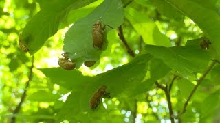 What to know about the 2024 cicada season [upl. by Howlend]